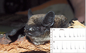 1. Alpenfledermaus-Camp in Leipzig 1. Alpenfledermaus-Camp in Leipzig