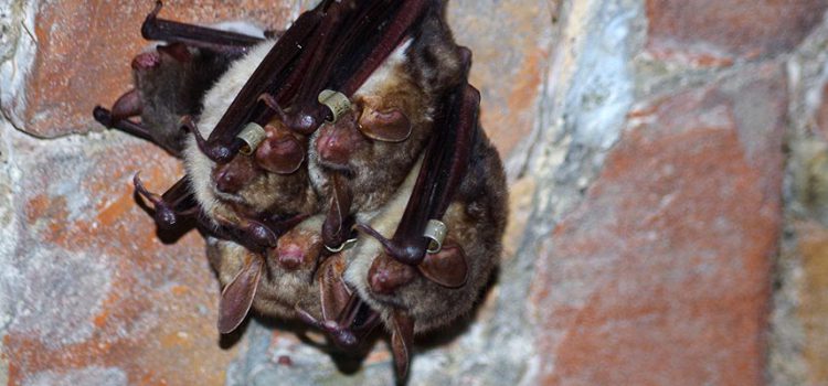 Verborgene Balz: Paarungsquartiere des Großen Mausohrs verdienen stärkeren Schutz Slider