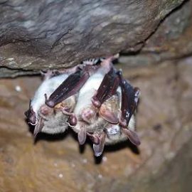 Field methodology for monitoring white-nose disease in hibernating bats