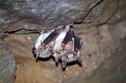 Field methodology for monitoring white-nose disease in hibernating bats