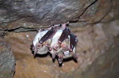 Feldtaugliche Methodik zur Überwachung der Weißnasenkrankheit an winterschlafenden Fledermäusen