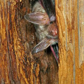 NABU Saxony is looking for bat roost godfathers