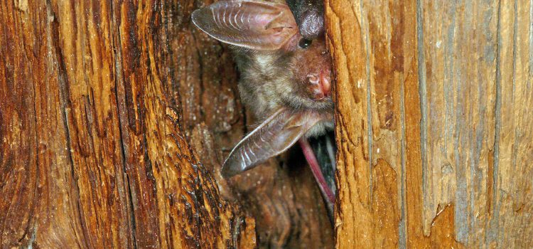 NABU Saxony is looking for bat roost godfathers NABU Saxony is looking for bat roost godfathers