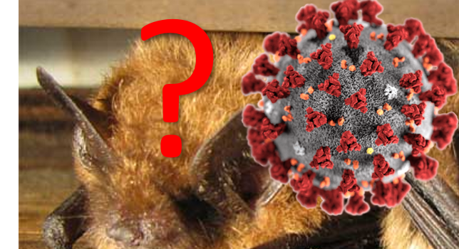 Is SARS-CoV-2 contagious to bats? – An experimental study attempt to infect a North American bat species with the virus has failed