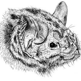 Vampire bats demonstrate it: Keep your distance when you are sick