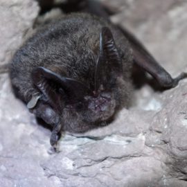 About hibernation of barbastelle bats in times of climate change