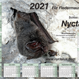 Nyctalus-Kalender zum Download