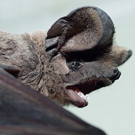 Bats use topography and nocturnal updrafts to fly high and fast