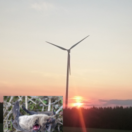 Decisions of the German Federal Administrative Court on the subsequent curtailment of wind turbines and installation of bat boxes in a 1,500m radius of wind turbines