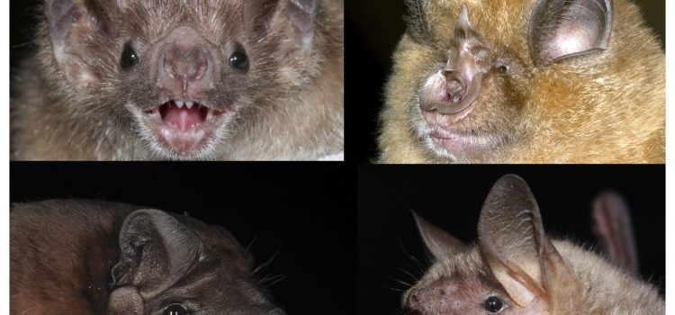 Astonishingly accurate: Chronological age determination of bats possible using DNA from wing membrane samples