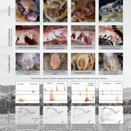 Poster for the differentiation of Pipistrellus species published