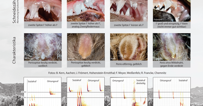 Poster for the differentiation of Pipistrellus species published