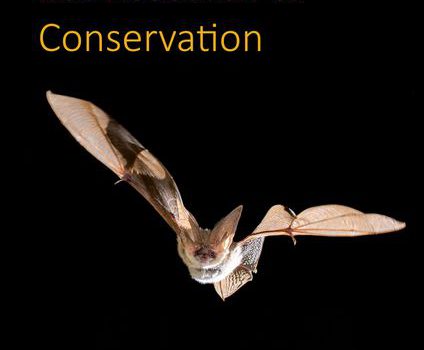 New issue of the “Journal of Bat Research and Conservation”