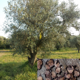 Fledermäuse helfen beim ökologischen Olivenanbau