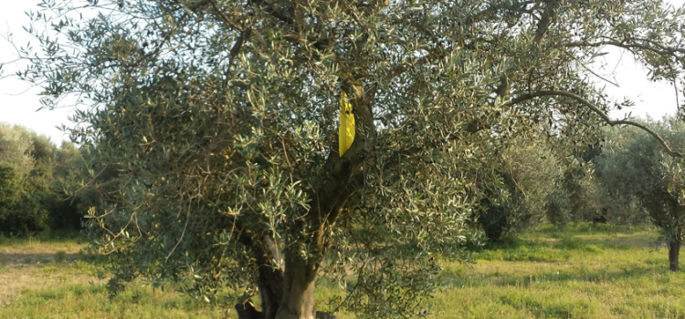 Fledermäuse helfen beim ökologischen Olivenanbau