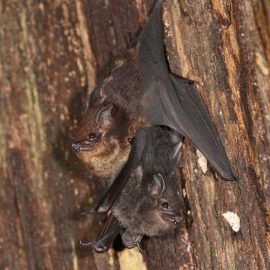 Fledermäuse „babbeln“ wie Kleinkinder