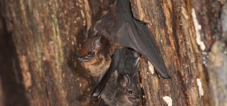 Baby bats babble like human infants