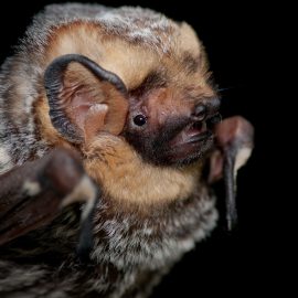 Lack of echolocation during the bat flight discovered