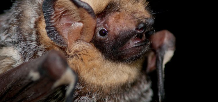 Lack of echolocation during the bat flight discovered
