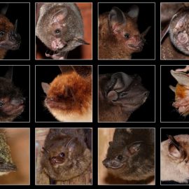 Hearing sensitivity and amplitude coding in bats are differentially shaped by echolocation calls and social calls