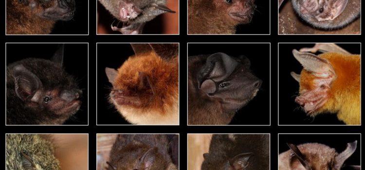 Hearing sensitivity and amplitude coding in bats are differentially shaped by echolocation calls and social calls