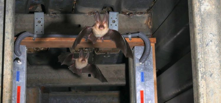 How accurate are bat hibernacula counts compared to light barrier data?