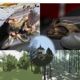 Comparative studies on the spatial behaviour of brown and grey long-eared bat in Brandenburg