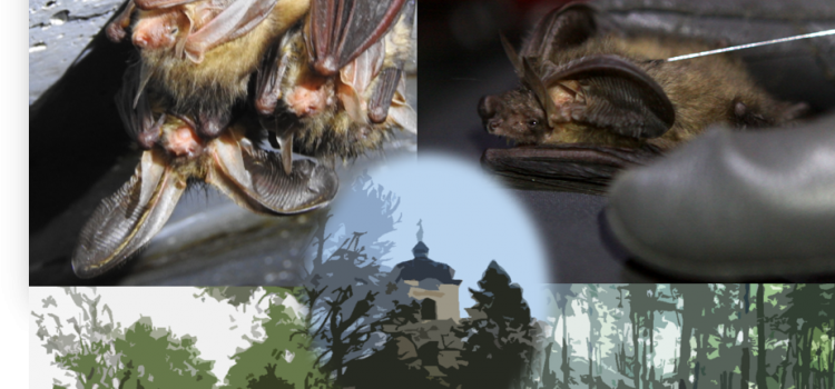 Comparative studies on the spatial behaviour of brown and grey long-eared bat in Brandenburg