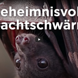 Filmtipp: Fledermäuse – Geheimnisvolle Nachtschwärmer (ARTE)