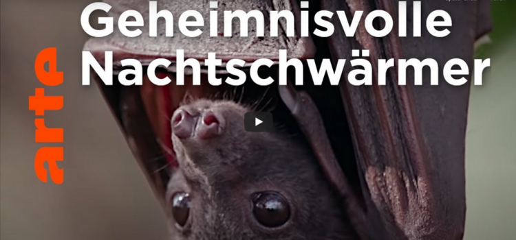 Filmtipp: Fledermäuse – Geheimnisvolle Nachtschwärmer (ARTE)