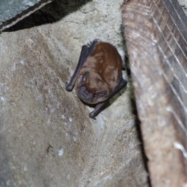 Worries about the common noctule bat