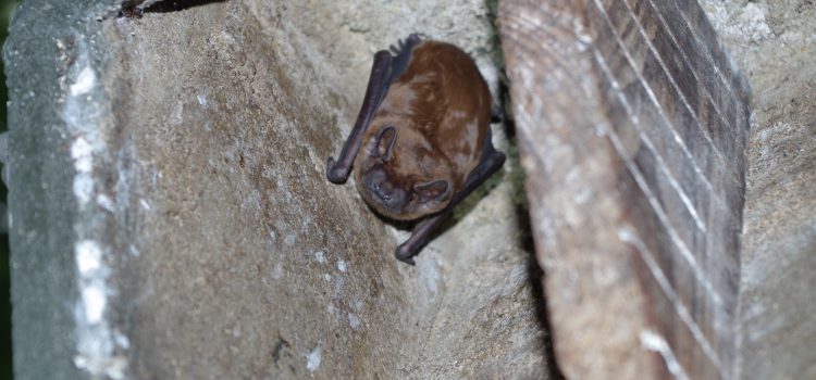 Worries about the common noctule bat