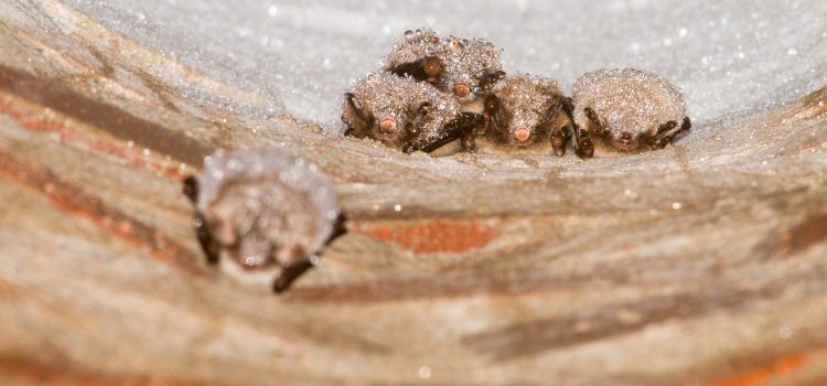 Long-term  individualized monitoring of sympatric bat species reveals distinct  species- and demographic differences in hibernation phenology