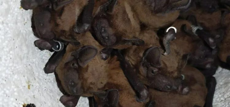 Noctule bats form mobile sensory networks to optimize prey localization