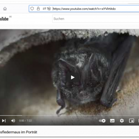 Watch the movie! [in GERMAN] To the project “Protection and promotion of the barbastelle bat in Germany”