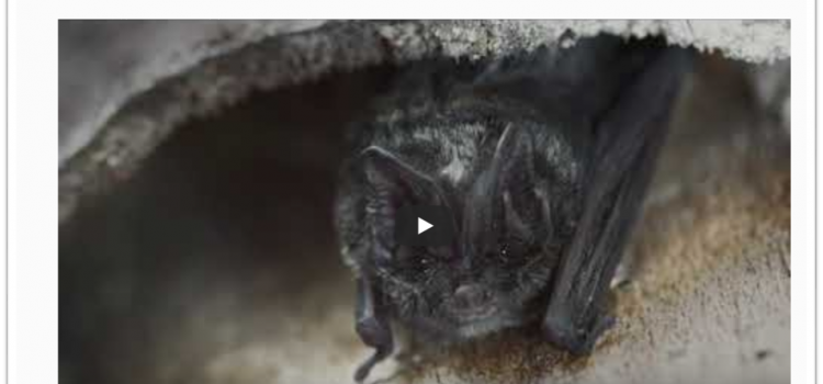 Watch the movie! [in GERMAN] To the project “Protection and promotion of the barbastelle bat in Germany”