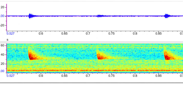 Automatisierte Erkennung von Fledermausrufen unter Verwendung von Neural Networks