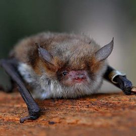 Niederschlag im Frühjahr kann den Fortpflanzungserfolg von Fledermäusen beeinflussen