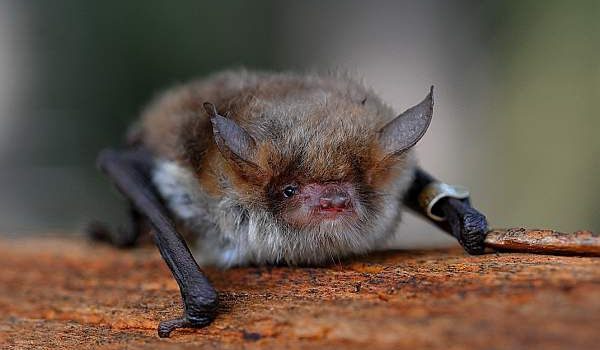 Precipitation in spring can influence reproductive success of bats