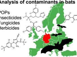 Analysis of pesticide and persistent organic pollutant residues in German bats