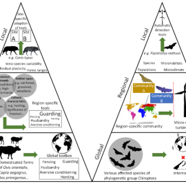 A novel, globally widespread human-wildlife conflict as a result of wind energy