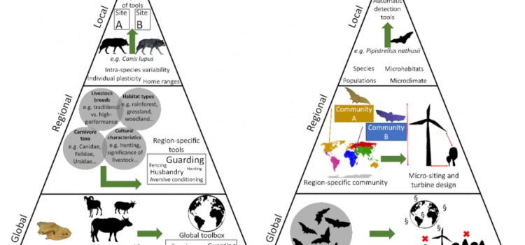 A novel, globally widespread human-wildlife conflict as a result of wind energy