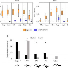 “Urban bats” call differently than “country bats”