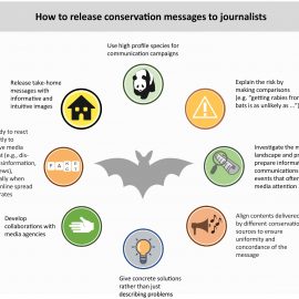 Global response of conservationists across mass media likely constrained bat persecution due to COVID-19