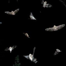 Ähnlichkeiten in Sozialrufen während des Schwärmens deuten auf  interspezifische Kommunikation zwischen Myotis-Fledermausarten hin