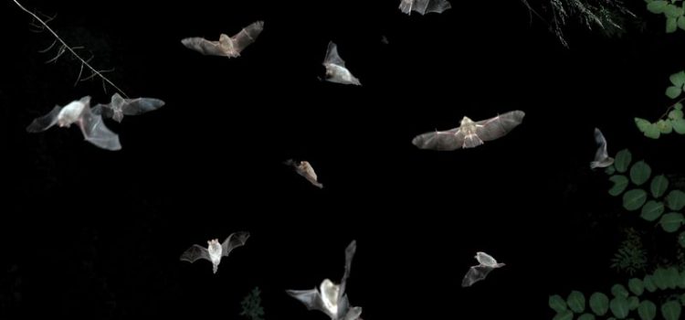 Similarities in social calls during swarming indicate interspecific communication between Myotis bat species