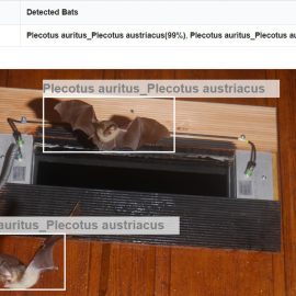 BatNet: a deep learning-based tool for automated bat species identification from camera trap images