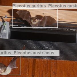 BatNet: ein auf Deep Learning basierendes Tool zur automatischen Identifizierung von Fledermausarten anhand von Kamerafallenbildern