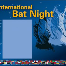 International Bat Nights