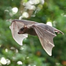 The hearing of bats decreases with age